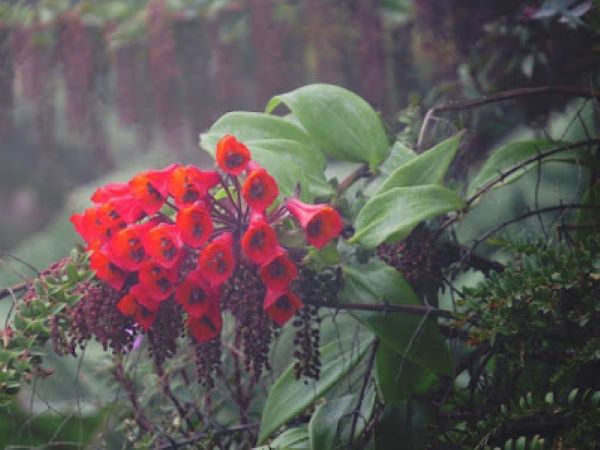 new flower