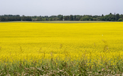 canola