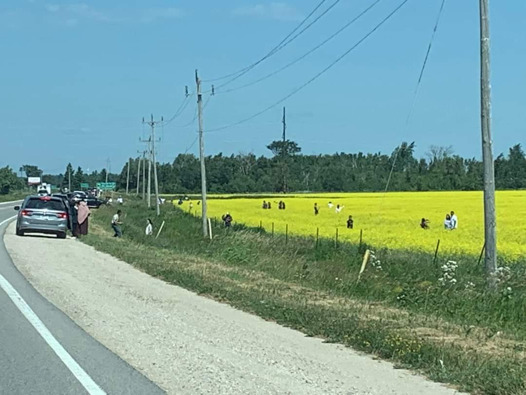 Canola