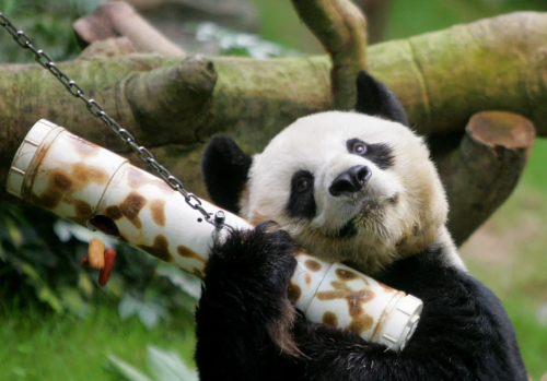 panda