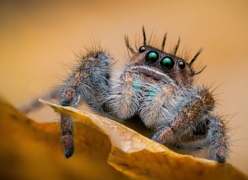 Паук, сфотографировавшийся на конкурс красоты. Фотография Дэвида Биркенфельда, iStock.