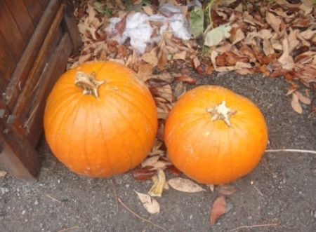 Courges