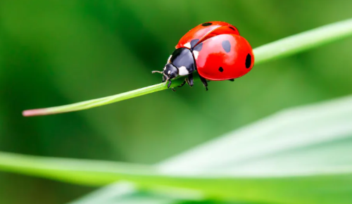 Coccinelle