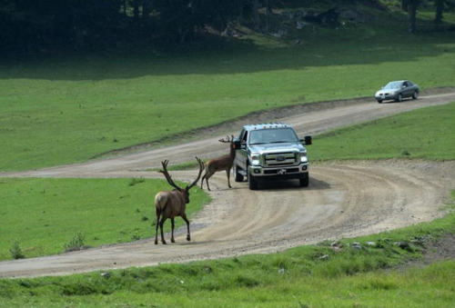 wapiti
