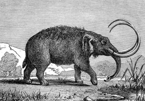 Mastodont