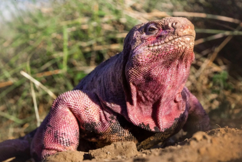 Pink Iguana