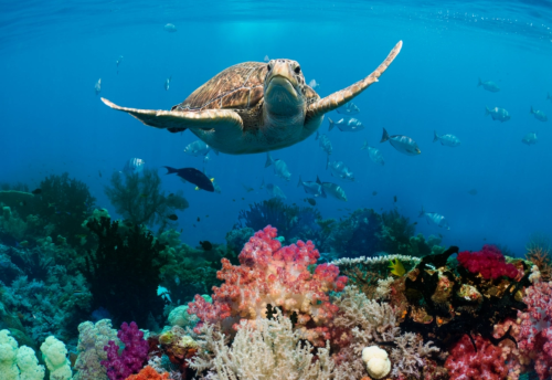 Tortue