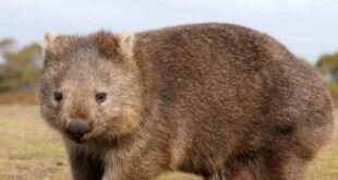 Wombat