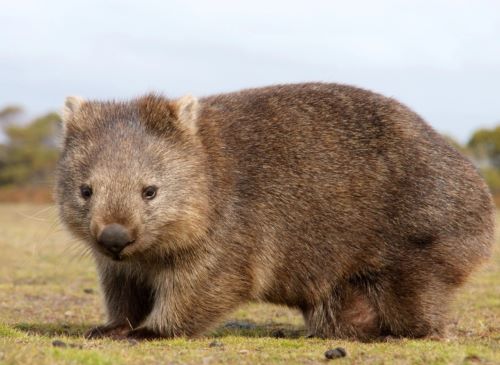 Wombat