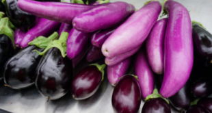 aubergine