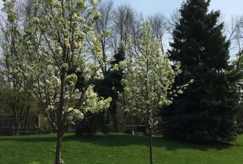arbres