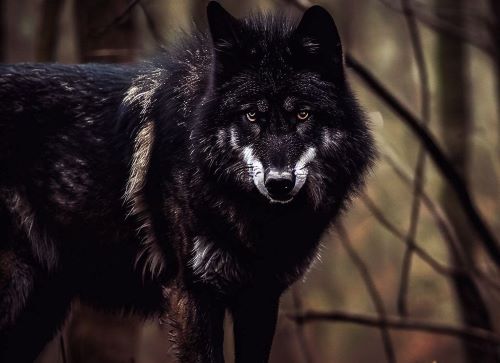 coyote
