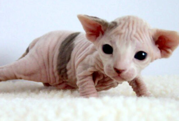 sphynx