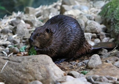 Castor